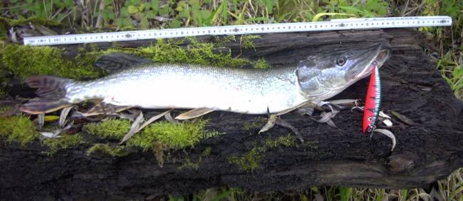 Biedron Wobbler Hecht Test